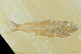 Fossil Fish (Diplomystus) & Mioplosus - Green River Formation #131213-3